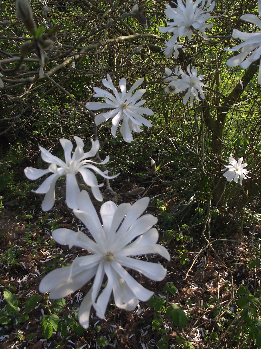 stellata